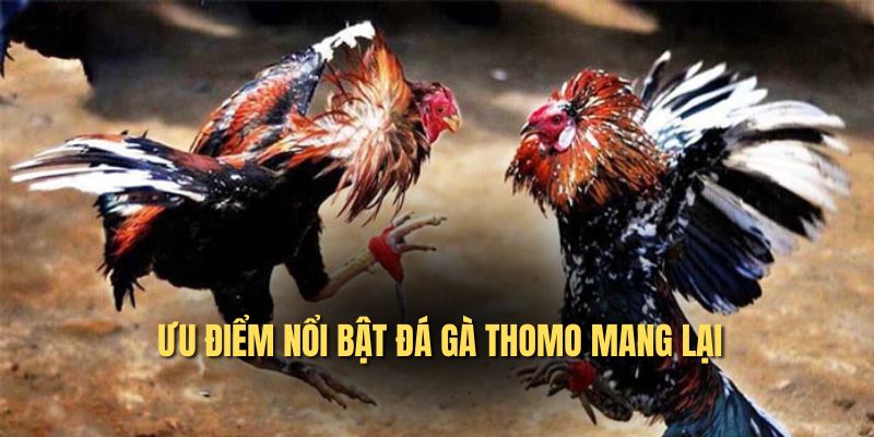 Ưu điểm nổi bật đá gà Thomo mang lại