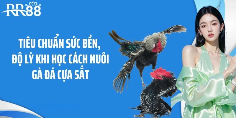 Tiêu chuẩn sức bền, độ lỳ khi học cách nuôi gà đá cựa sắt